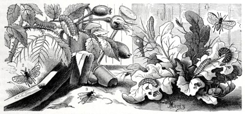 Insects