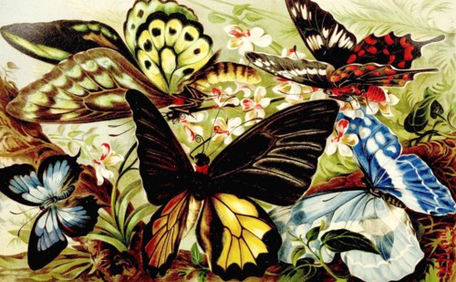Insects