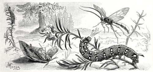 Insects