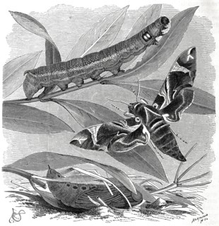 Insects
