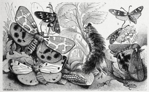 Insects