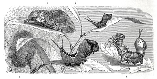 Insects