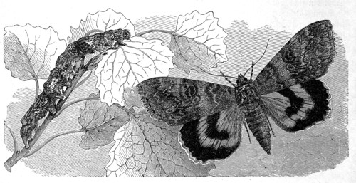 Insects