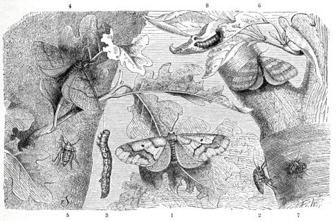 Insects