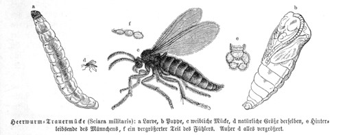 Insects