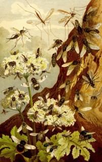 Insects