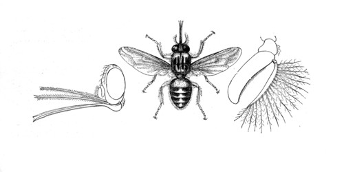 Insects