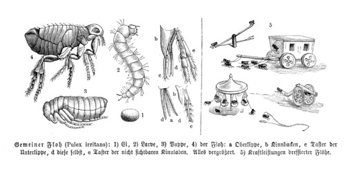 Insects