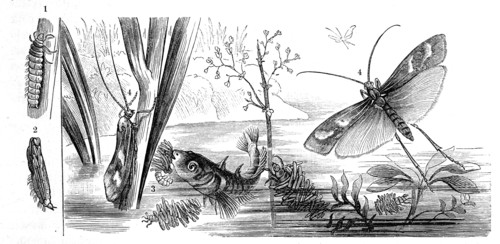 Insects