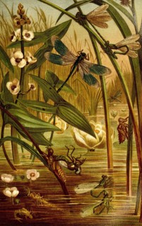 Insects