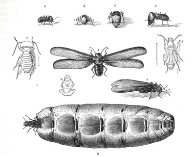 Insects
