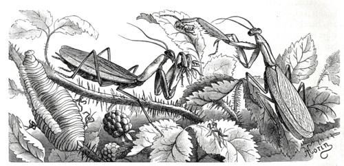 Insects