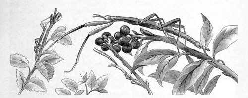 Insects