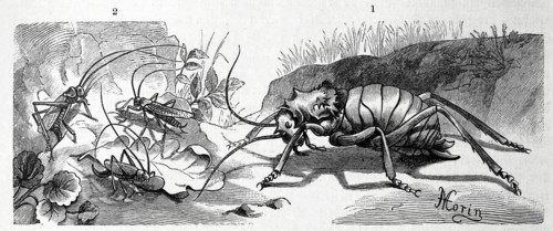 Insects