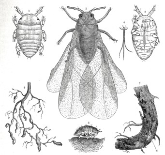 Insects