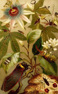 Insects