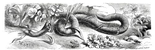 Insects