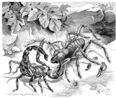 Insects