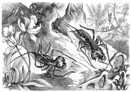 Insects