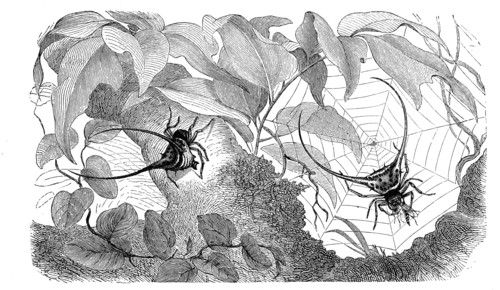 Insects