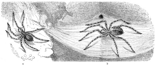 Insects
