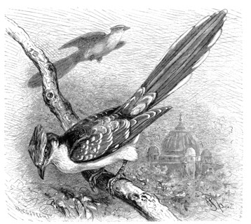 Bird