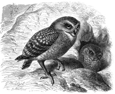 Bird
