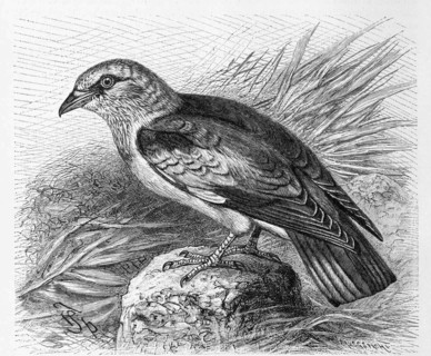 Bird