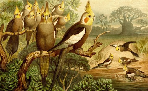 Bird