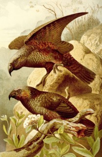 Bird