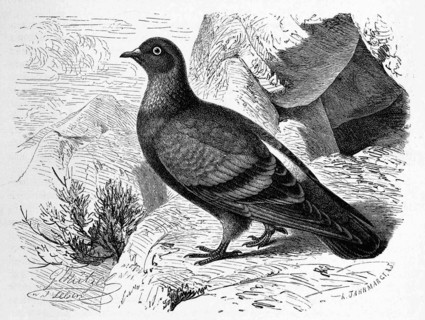 Bird