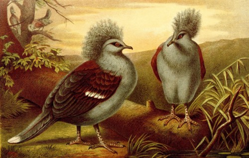 Bird