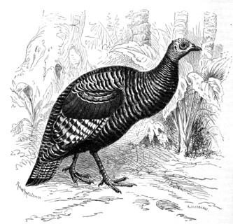 Bird