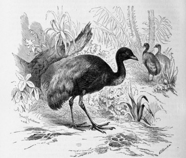 Bird