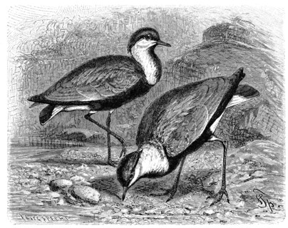 Bird