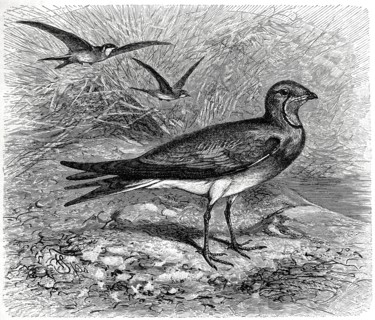 Bird
