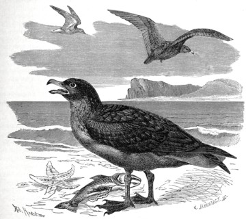 Bird