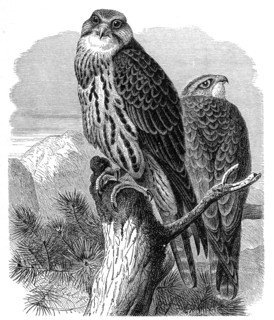 Bird