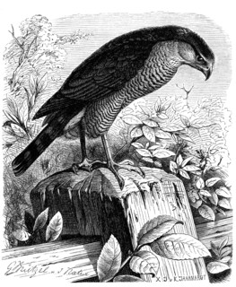 Bird