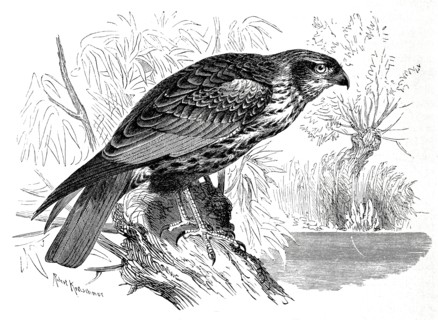 Bird