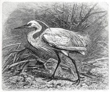Bird