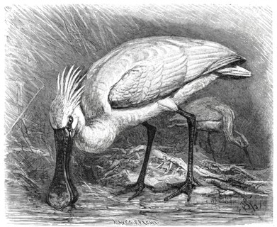 Bird