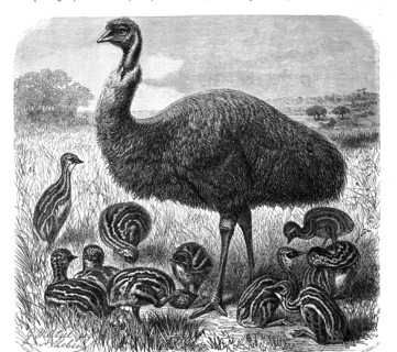 Bird