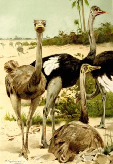 Bird