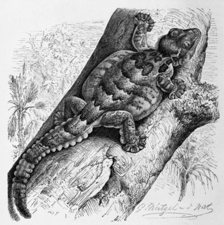 Wrinkled Gecko