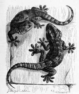Wall Gecko
