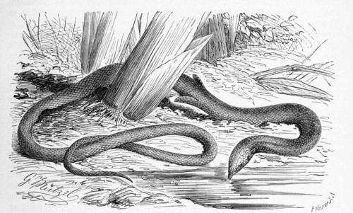 Snake Fin Foot