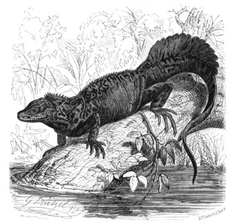 Ambon Sea Lizard