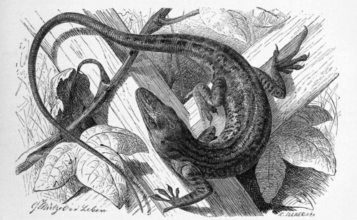 Red-Throated Anoles
