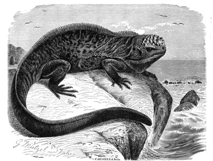 Marine Iguana